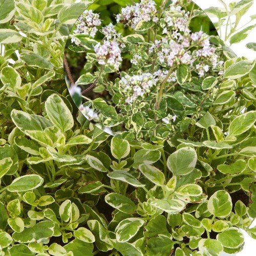 Origanum vulgare 'Panta®' - Harilik pune 'Panta®' P9/0,55L